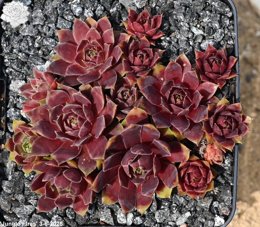 Jungle Fires | Sempervivum-Liste